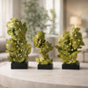 3 Set of Patta Face | Nemesis Now Natural Emotion - Peace 32cm, Resin, Green, Face in Leaves Nature Sculpture, Birthday, Ideal for Nature & Art Lovers, Cast in The Finest Resin, Expertly Hand-Painted